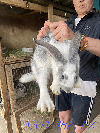 Продам кроликов Астана - изображение 4
