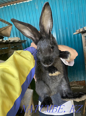 Продам кроликов Астана - изображение 1