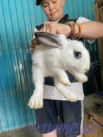 Продам кроликов Астана - изображение 3