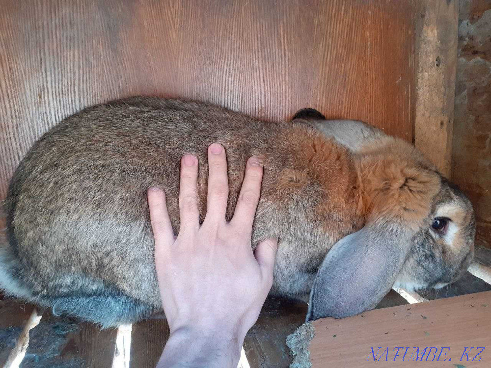 Кролики (еда, разведение) Талгар - изображение 1