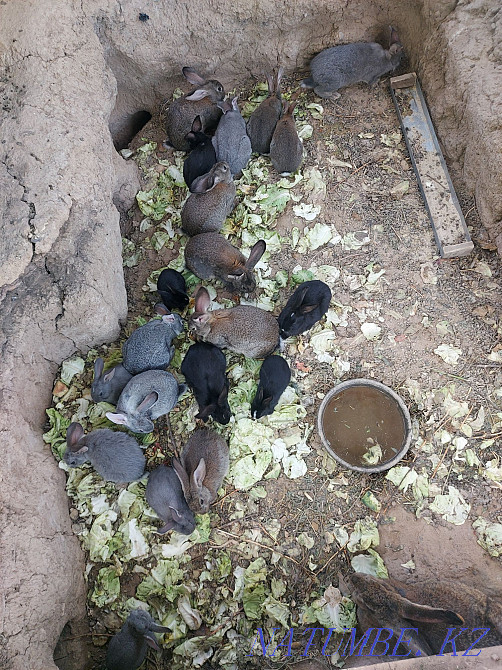 Giant rabbits Shymkent - photo 2