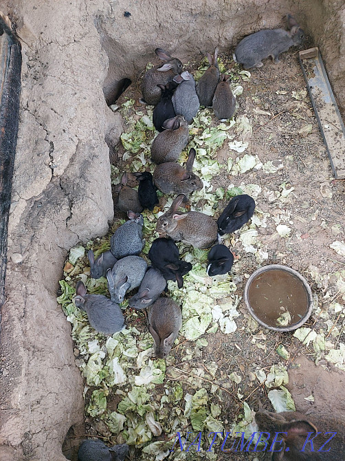 Giant rabbits Shymkent - photo 3