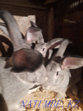 Продам кроликов Кокшетау - изображение 1