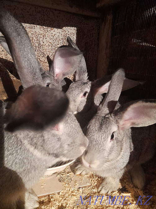Продам кроликов Кокшетау - изображение 2