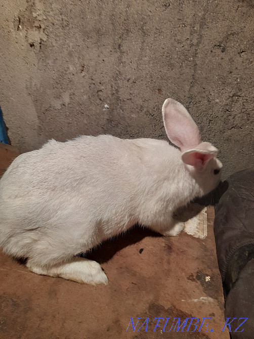 Продам кроликов Кокшетау - изображение 4