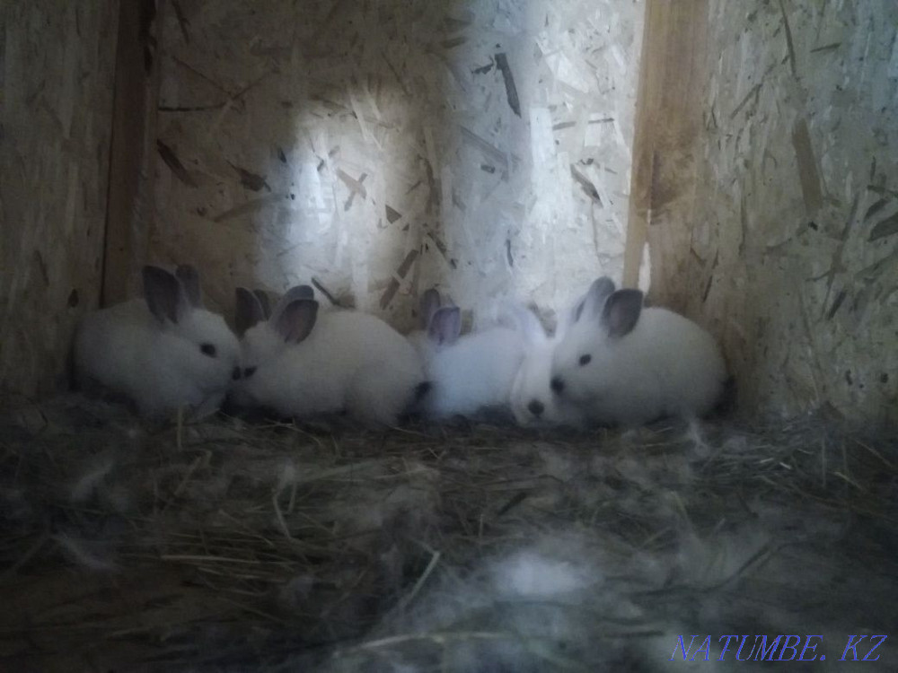 Sell rabbits california Rudnyy - photo 1
