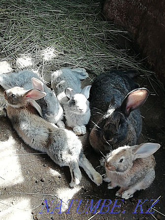 Selling rabbits. Kostanay - photo 1