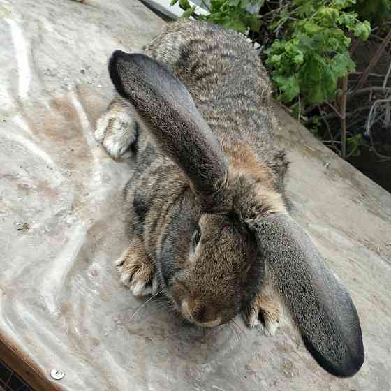 Кролики великаны Болтирик шешен