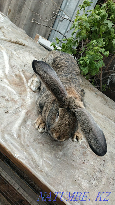 Кролики великаны Болтирик шешен - изображение 3