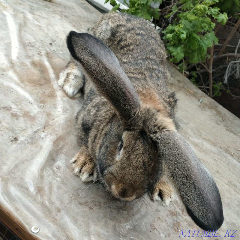 Кролики великаны Болтирик шешен - изображение 2