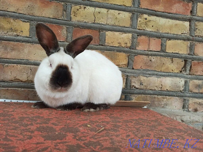кролики крол самец Уральск - изображение 1