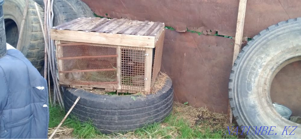 Rabbits 4 pcs  - photo 2