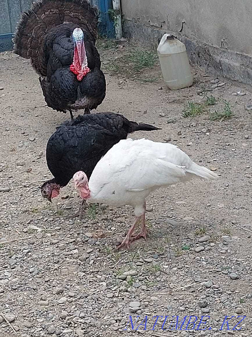 Turkeys, turkeys with turkeys Taraz - photo 2