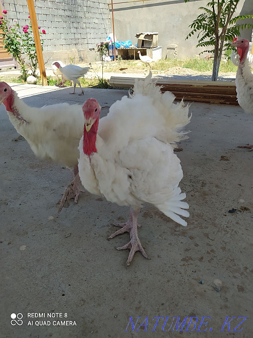 Turkey, Kuczynski, Dosmashn Shymkent - photo 2