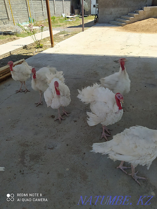 Turkey, Kuczynski, Dosmashn Shymkent - photo 1