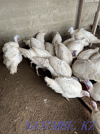 I will sell turkeys White broad-breasted Atyrau - photo 1