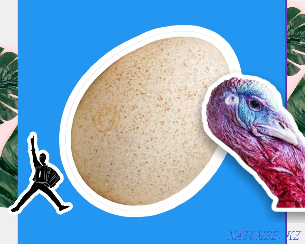 HYBRID, BIG6, BRONZE Turkey hatching eggs, wholesale turkeys Saryaghash - photo 1