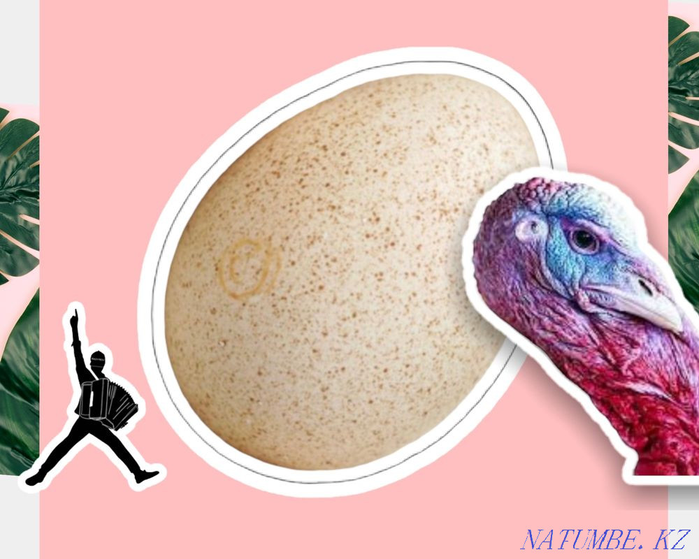 Hatching eggs of a turkey, HYBRID turkey, BIG6, BRONZE FRANCE Kostanay - photo 1