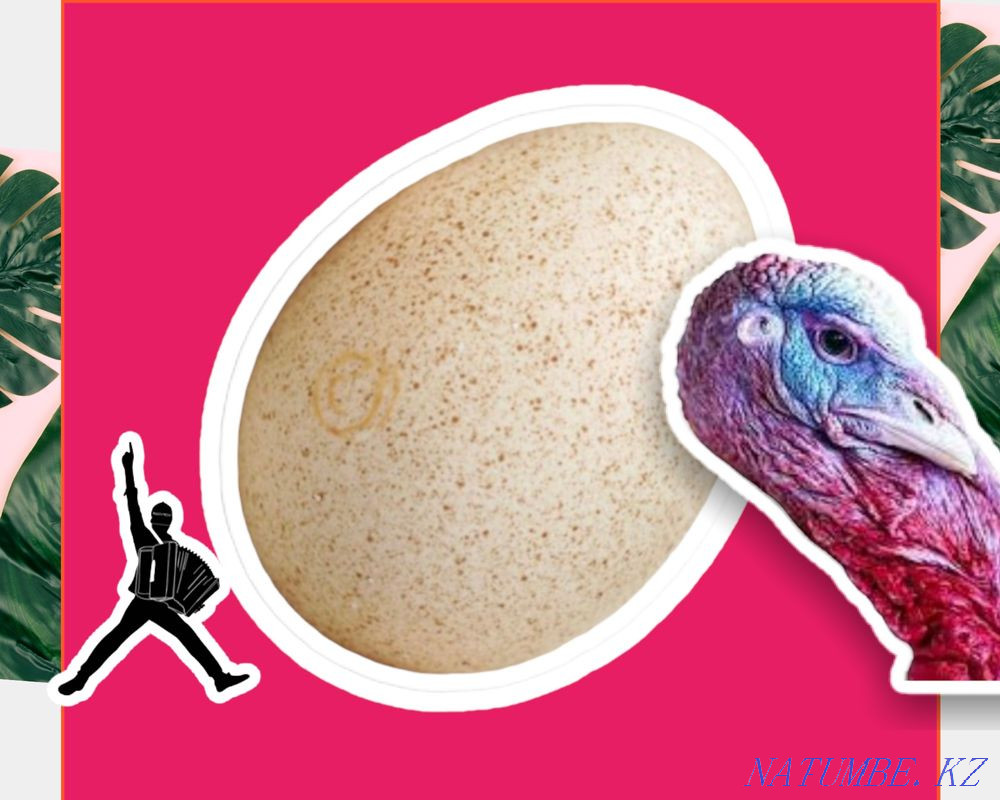 Инкубационные яйца индюка, индейки ХАЙБРИД, БИГ6, БРОНЗА розница опт Павлодар - изображение 2