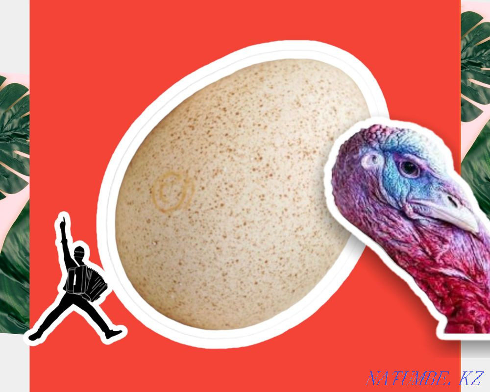 Инкубационные яйца индюка, индейки ХАЙБРИД, БИГ6, БРОНЗА розница опт Павлодар - изображение 1