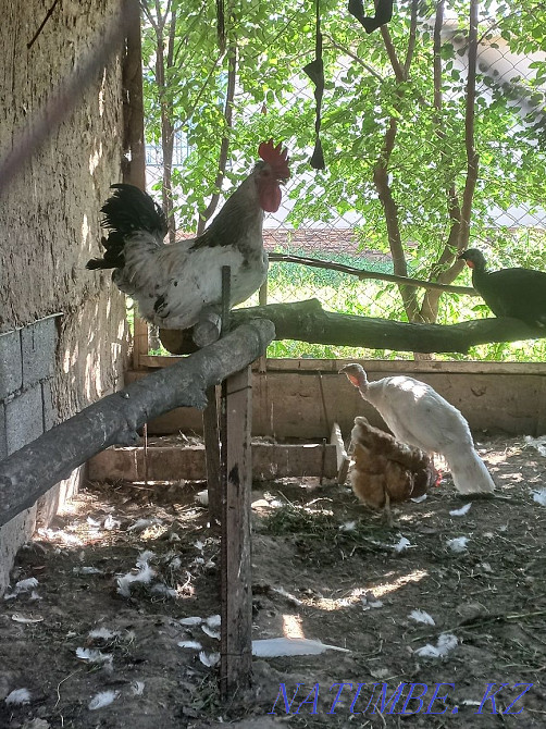 I will sell a rooster and hens and a turkey urgently Мухаметжан Туймебаева - photo 1