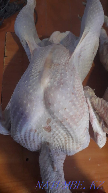 Turkey, turkey, turkey, ?ndik, k?rketauy? Astana - photo 3