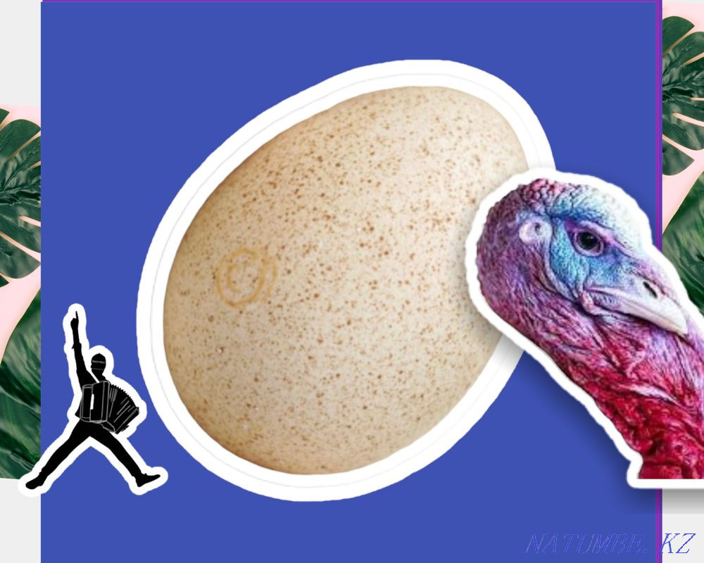 Hatching eggs of a turkey, HYBRID turkey, BIG6, BRONZE 708 at retail Atyrau - photo 1