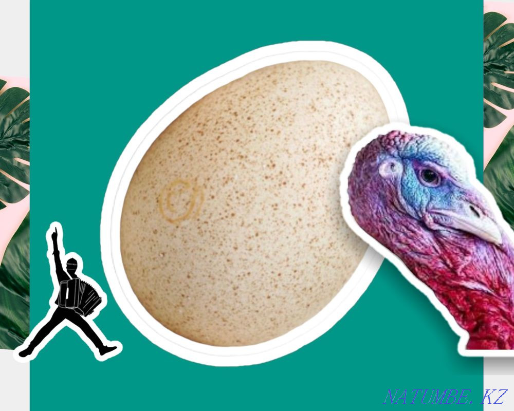 Инкубационные яйца индюка, индейки ХАЙБРИД, БИГ6, БРОНЗА оплод 88% Кокшетау - изображение 1