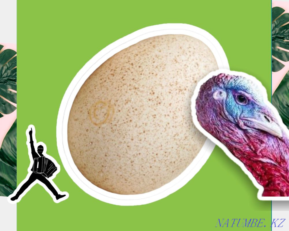 Инкубационные яйца индюка, индейки ХАЙБРИД, БИГ6, БРОНЗА 708 свежие Кызылорда - изображение 1