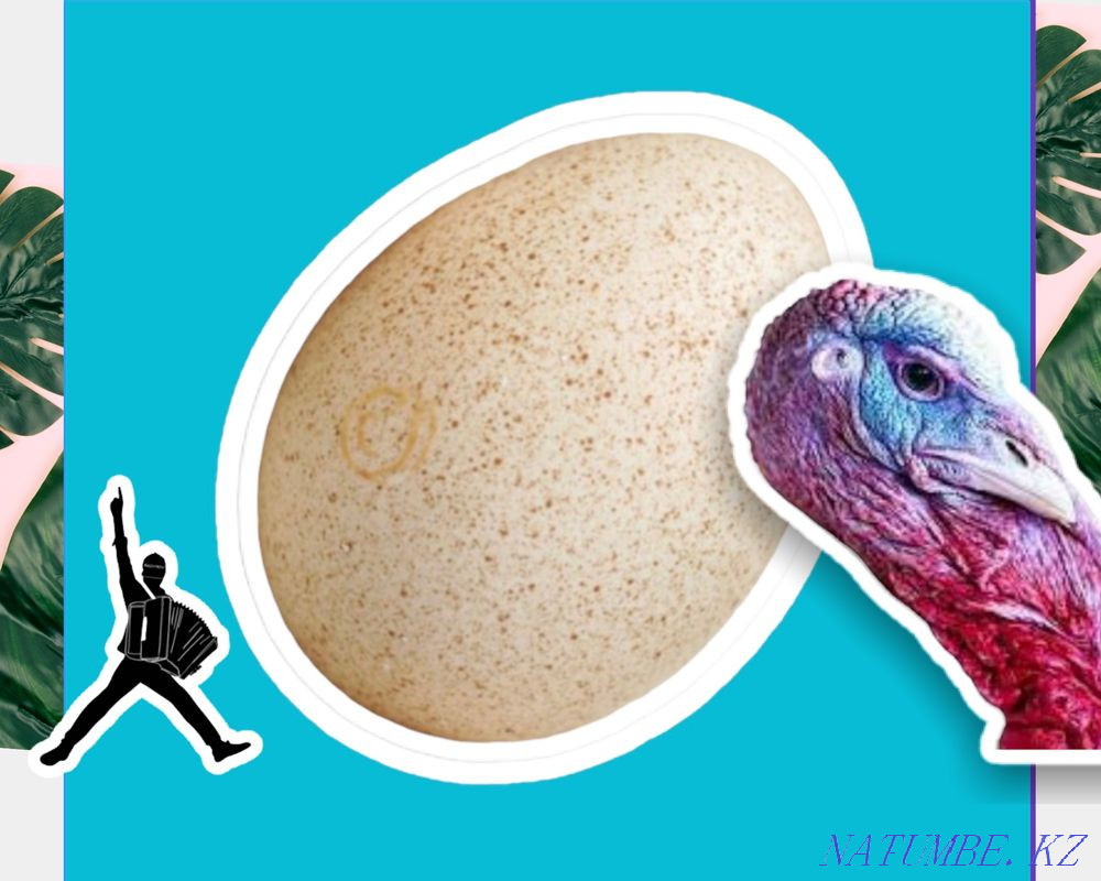 Инкубационные яйца индюка, индейки ХАЙБРИД, БИГ6, БРОНЗА оплод 88% Кокшетау - изображение 2