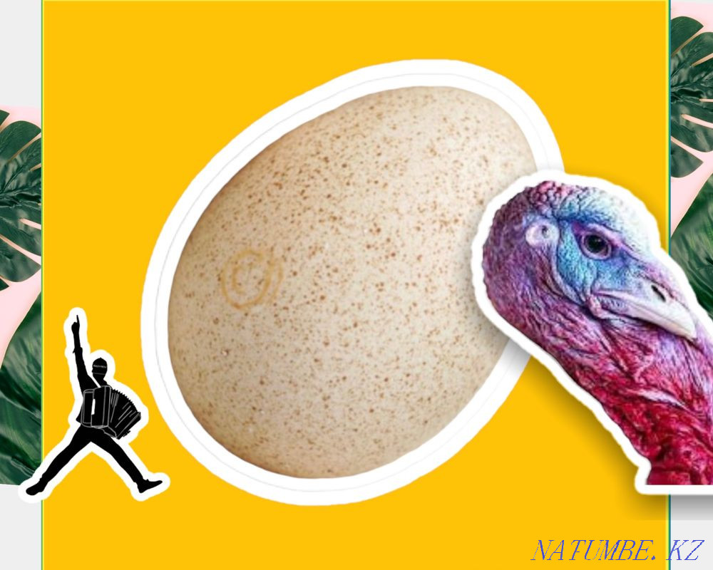 Hatching eggs of a turkey, HYBRID turkey, BIG6, BRONZE 708 Germany Zhezqazghan - photo 1