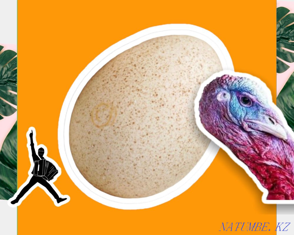 Hybrid turkey hatching eggs, big 6, bronze 708 to order Taldykorgan - photo 2