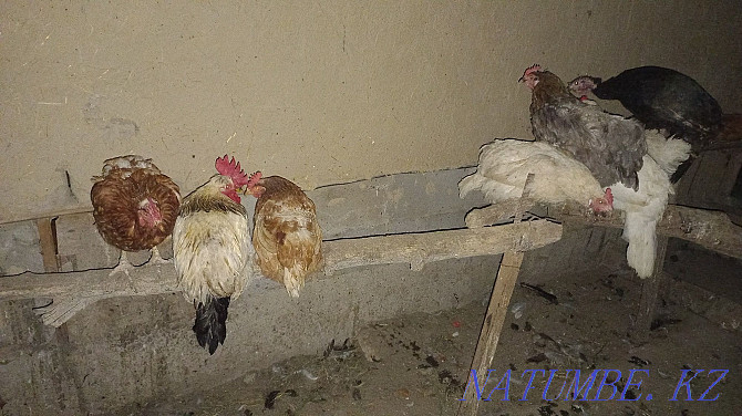 Sell roosters and chickens turkey Мухаметжан Туймебаева - photo 1