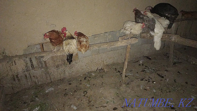 Sell roosters and chickens turkey Мухаметжан Туймебаева - photo 2