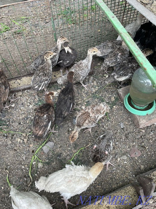 Turkeys, breed bronze Shahtinsk - photo 3