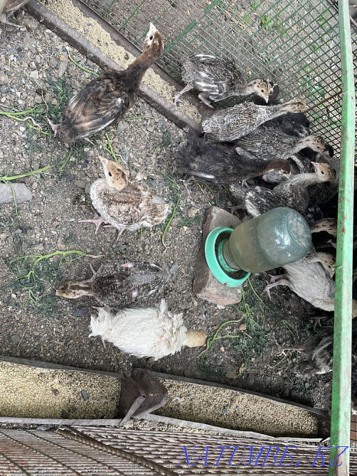 Turkeys, breed bronze Shahtinsk - photo 4