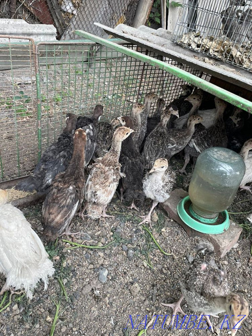 Turkeys, breed bronze Shahtinsk - photo 2