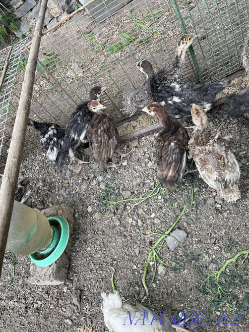 Turkeys, breed bronze Shahtinsk - photo 1