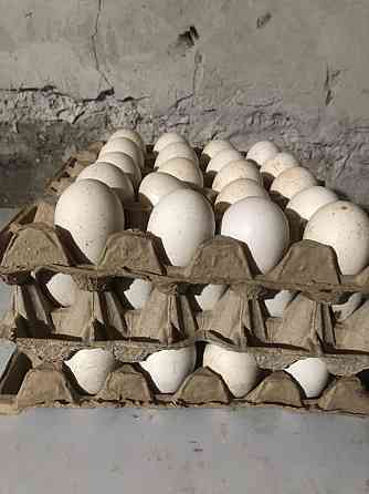 Продается яйцо индюка инкубационное Туркестан