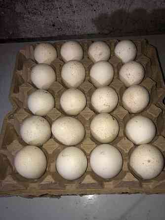 Продается яйцо индюка инкубационное Turkestan