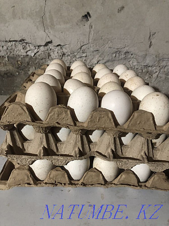 Продается яйцо индюка инкубационное Туркестан - изображение 2