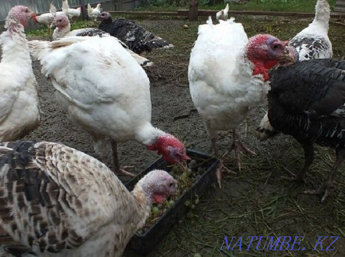 hatching turkey egg for sale Turkestan - photo 3