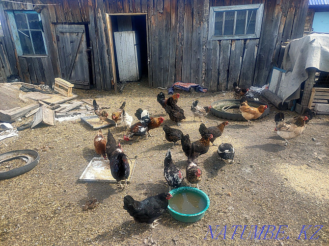 I will sell turkeys, chickens, roosters  - photo 2