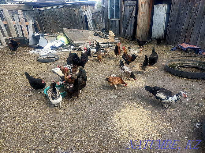 I will sell turkeys, chickens, roosters  - photo 3