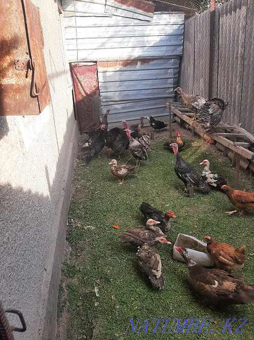 Selling turkeys. Мухаметжан Туймебаева - photo 4