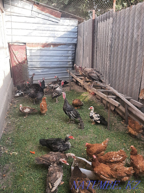Selling turkeys. Мухаметжан Туймебаева - photo 2