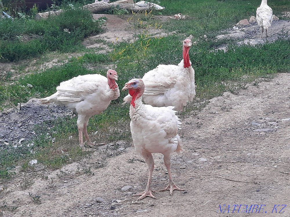 Индюк Биг6 индюк Узынагаш - изображение 3