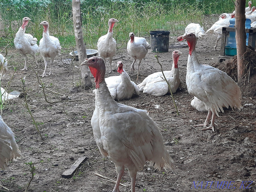 Индюк Биг6 индюк Узынагаш - изображение 2