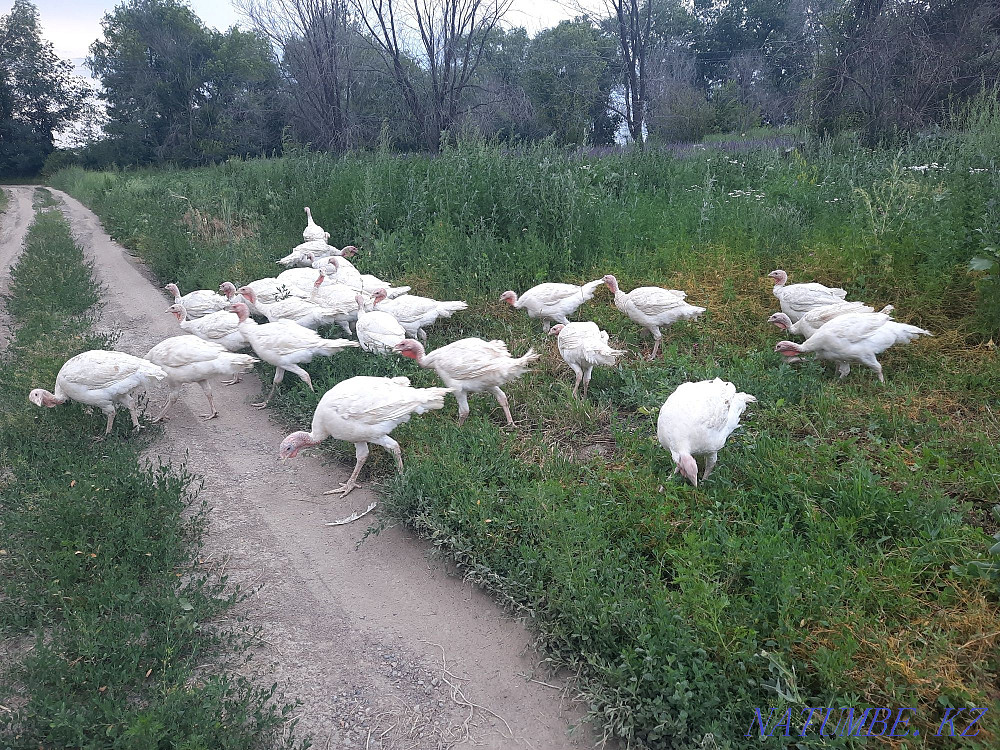 Индюк Биг6 индюк Узынагаш - изображение 4