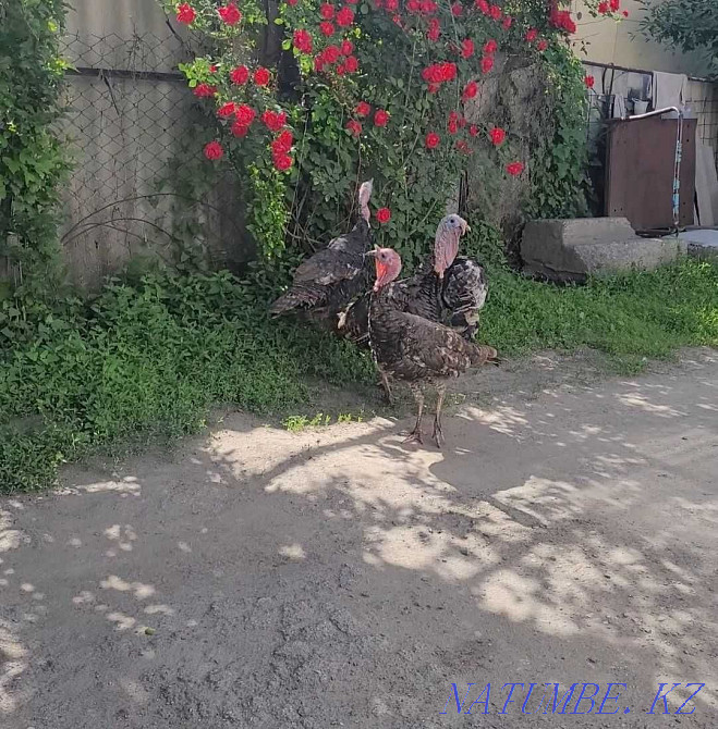 Продам индюка и индюшек.  - изображение 1